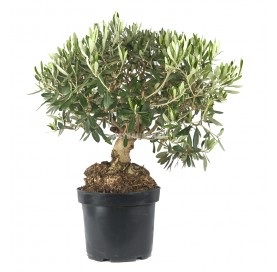Olea europaea arbequina. Pre-bonsai 15 years. Olive tree.