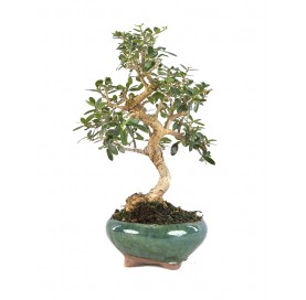 Olea europaea sylvestris. Bonsai 9 years. Olive tree.