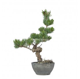 Pinus pentaphylla. Bonsaï 16 ans. Pin blanc japonais.