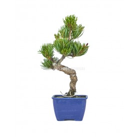 Pinus pentaphylla. Bonsai 12 years. Five-needle pine.