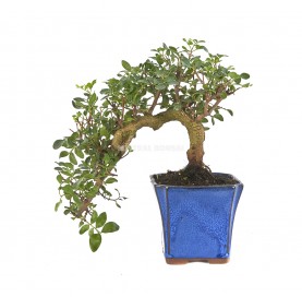 Pistacia lentiscus. Bonsai 12 Jahre. Pistazienbaum. Kengai.