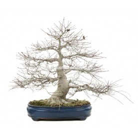 Bonsaï Exemplaire Acer palmatum deshojo 69 Ans. Érable japonais palmé.