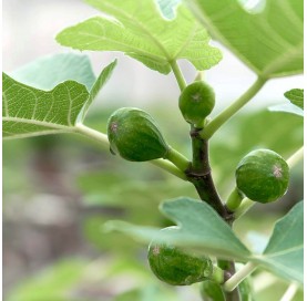 Ficus carica. Bonsai 10 years. Fig tree