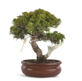 Bonsai specimen Juniperus chinensis itoigawa, Itoigawa Juniper. Shohin.