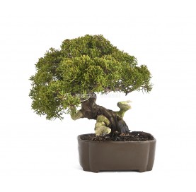 Bonsái ejemplar Juniperus chinensis Itoigawa. Shohin.