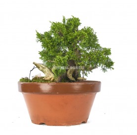 Bonsai specimen Juniperus chinensis itoigawa, Itoigawa Juniper.