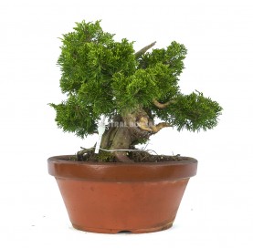 Bonsái ejemplar Juniperus chinensis Itoigawa.