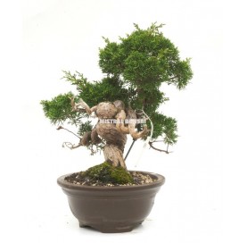 Bonsai specimen Juniperus chinensis. Juniper.