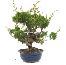 Bonsai specimen Juniperus chinensis. Juniper.