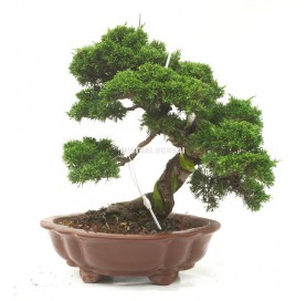 Bonsai specimen Juniperus...