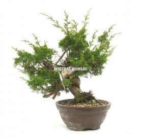 Bonsái ejemplar Juniperus chinensis. Enebro.