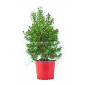 Mini Christmas tree. Pinus...