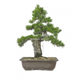 Pinus pentaphylla. Bonsai 25 Jahre. Mädchenkiefer