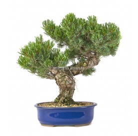 Pinus pentaphylla. Bonsái 25 años. Pino blanco japonés