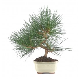 Pinus thunbergii. Bonsai 10 years. Japanese black pine