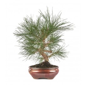 Pinus thunbergii. Bonsaï 10 ans. Pin noir du Japon