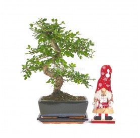 Bonsai Set Magisches Weihnachts. Zimmerbonsai 8 Jahre. Weihnachtsdekoration