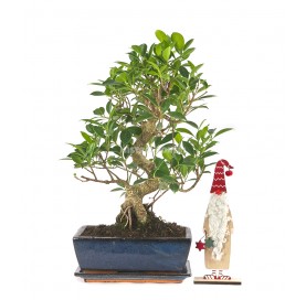 Bonsai Set Weihnachtsmann. Zimmerbonsai 10 Jahre. Weihnachtsspezial