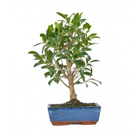 Ficus retusa. Bonsai 8 Jahre. Ficus