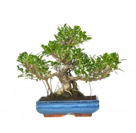 Ficus retusa. Bonsai 20 years. Chinese banyan