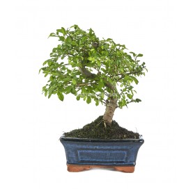 Zelkova parvifolia. Bonsai 5 years. Japanese Elm