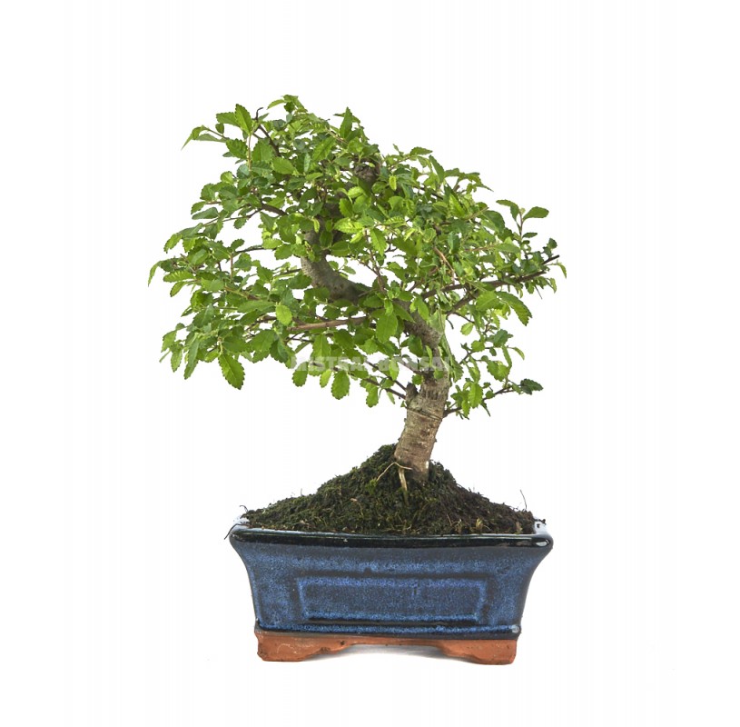 Zelkova parvifolia. Bonsai 5 years. Japanese Elm