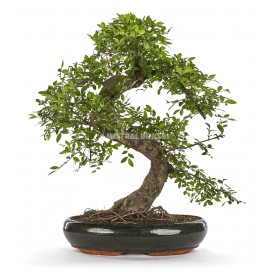 Zelkova parvifolia. Bonsai 25 years. Japanese Elm
