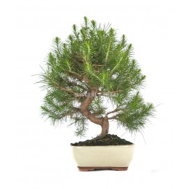 Pinus halepensis. Bonsaï 13 ans. Pin d'Alep ou Pin blanc