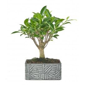 Indoor Bonsai 5 years Deco Etnic Collection