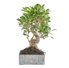 Indoor Bonsai 8 years Deco Etnic Collection