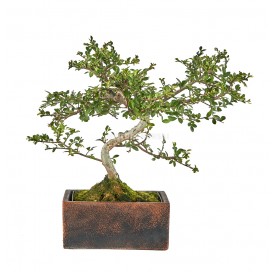 Indoor Bonsai 6 years Deco Terra Collection