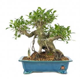 Exclusive bonsai Ficus retusa 25 years. Chinese banyan