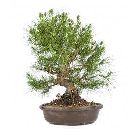 Bonsaï exclusif Pinus...