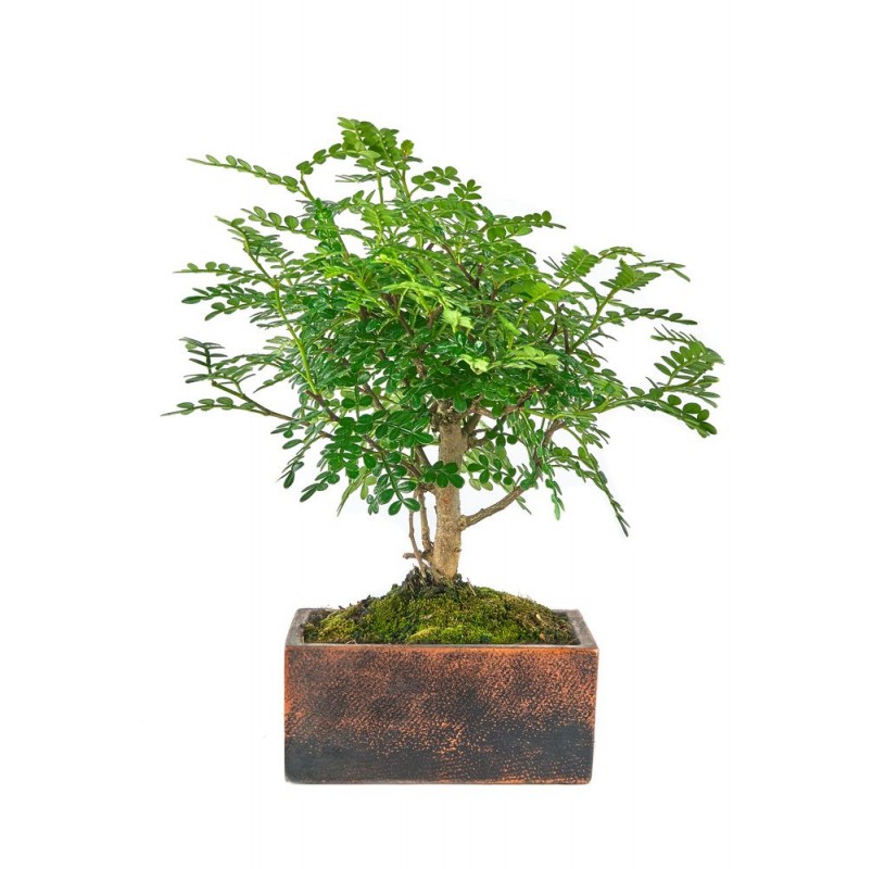 Indoor Bonsai 5 years. Deco Terra Collection Mistral Bonsai