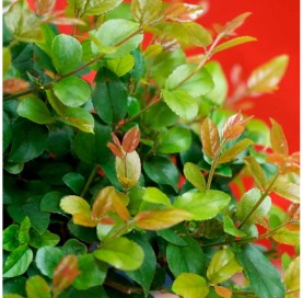 Indoor Bonsai 5 years Deco Etnic Collection