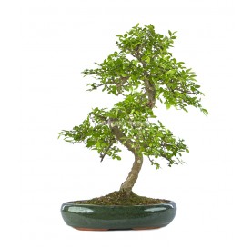 Zelkova parvifolia. Bonsai 20 years. Japanese Elm