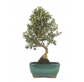 Olea europaea sylvestris. Bonsai 8 years. Wild olive tree