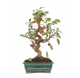 Exclusive bonsai Malus 19 years. Crab Apple or Apple tree