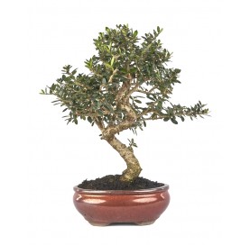 Olea europaea sylvestris. Bonsai 9 years. Wild olive tree