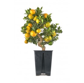 Citrus myrtifolia. Prebonsaï 15 Ans. Oranger ou chinotto