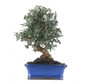 Olea europaea sylvestris. Bonsai 10 years. Wild olive tree