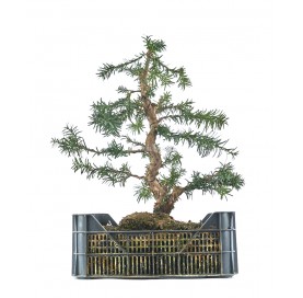 Taxus media. Prebonsai 23 years. European or Japanese yew. Cultivation box