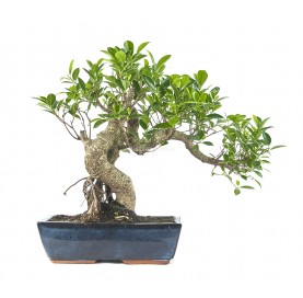 Ficus retusa. Bonsai 21 years. Chinese banyan