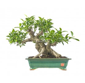 Ficus retusa. Bonsai 25 Jahre. Ficus
