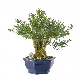 Exklusive Bonsai Buxus harlandii 20 Jahre. Indonesischer Buchsbaum