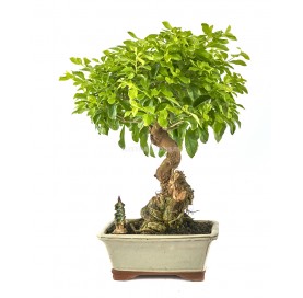 Exclusive bonsai Durantha...