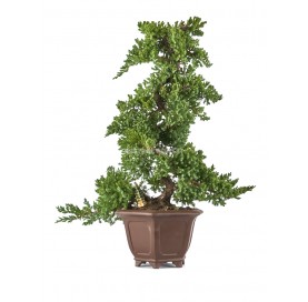 Exklusive Bonsai Juniperus...