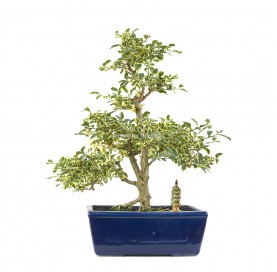 Exclusive bonsai Ligustrum...