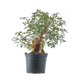 Exklusive Prebonsai Pistacia lentiscus 17 Jahre. Pistazienbaum