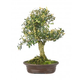 Buxus harlandii. Bonsai 13 Jahre. Indonesischer Buchsbaum.